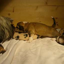 Wilma, C-Wurf, Cornelius