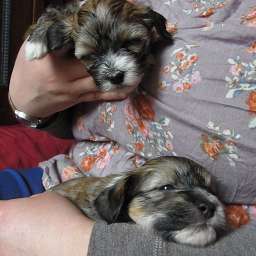 C-Wurf, Caruso, Cäthe