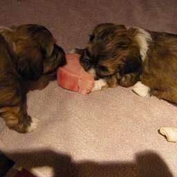 C-Wurf, Caruso, Cäthe