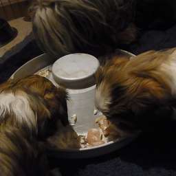 Wilma, C-Wurf, Cäthe, Paul