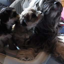 Wilma, C-Wurf, Carl, Amy