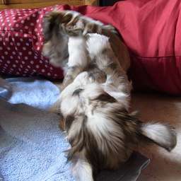 C-Wurf, Cornelius, Paul