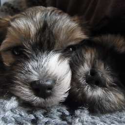 C-Wurf, Cäthe, Clara