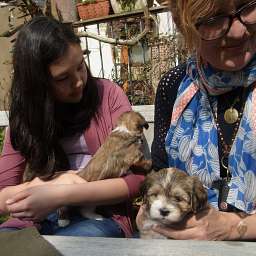 C-Wurf, Caruso, Cornelius