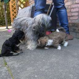 Wilma, C-Wurf, Caruso, Clara