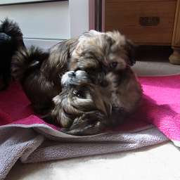 C-Wurf, Caruso, Cäthe