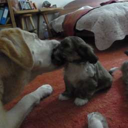 Emilie, C-Wurf, Caruso