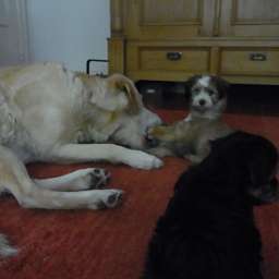 Emilie, C-Wurf, Clara, Carl, Paul