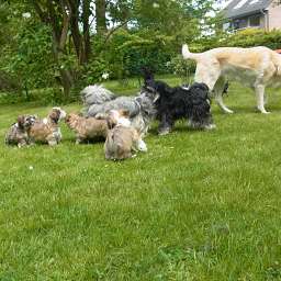 Wilma, Emilie, Adele, C-Wurf