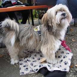 Joschi