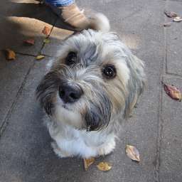 Caruso