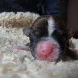 D-Wurf, blaues Halsband