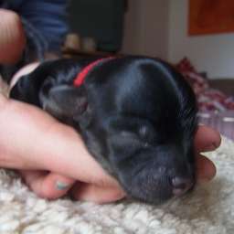 D-Wurf, rotes Halsband