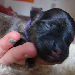 D-Wurf, lila Halsband