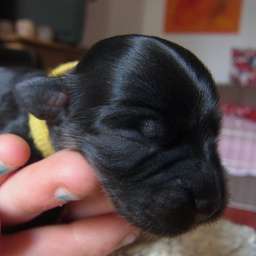 D-Wurf, gelbes Halsband