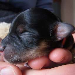 D-Wurf, oranges Halsband