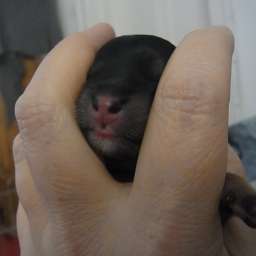 D-Wurf, oranges Halsband