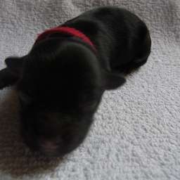 rotes Halsband, D-Wurf