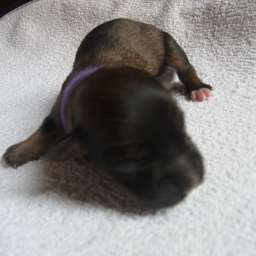 lila Halsband, D-Wurf