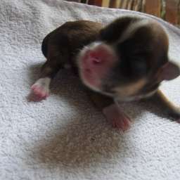 blaues Halsband, Domingo Bumblebee, D-Wurf