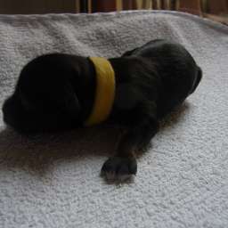 gelbes Halsband, D-Wurf