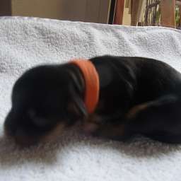 oranges Halsband, D-Wurf