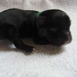 Dostrojewski, grünes Halsband, Dorbatschov, D-Wurf