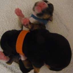 D-Wurf, Domingo Bumblebee, Dorle