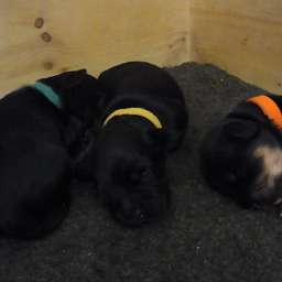 Barny, Dorle, Hermine