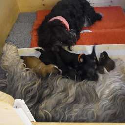 Wilma, Adele, D-Wurf