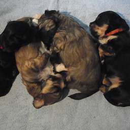 D-Wurf, Dorle, Dolores, Debbie, Domingo