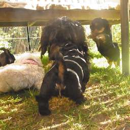 Adele, Elli, D-Wurf, Dorle