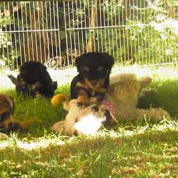 Elli, Barny, Dorle, Domingo