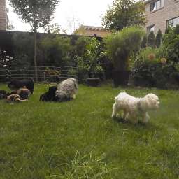 Wilma, Adele, Elli, D-Wurf