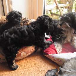 Adele, Debbie, Livvy