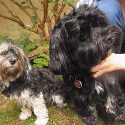 Benjamin-Bonsai, Ida