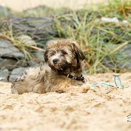 Elise, 2015-08-15 Fototermin, Elbe, Elise