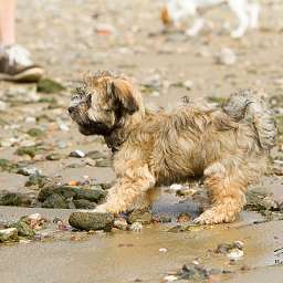 Elise, 2015-08-15 Fototermin, Elbe, Elise