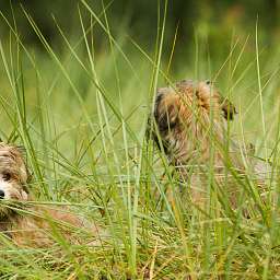 Domingo, Elise, 2015-08-15 Fototermin, Elbe, Elise