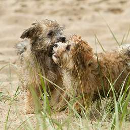 Domingo, Elise, 2015-08-15 Fototermin, Elbe, Elise