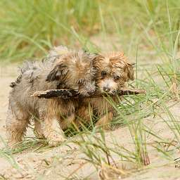 Domingo, Elise, 2015-08-15 Fototermin, Elbe, Elise