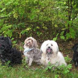 Berti-Brezel, Benjamin-Bonsai, Oscar, Debbie