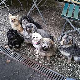 Wilma, Adele, Ida, Elli, Yoshi, Livvy, Elise