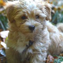 Deckrüde Nacho, Nacho erste Mal im Wald