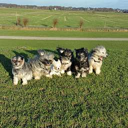 Wilma, Adele, Ida, Elli, Livvy, Elise