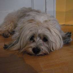 Balu-Blue