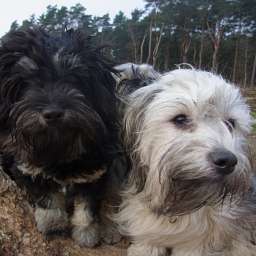 Livvy, Elise