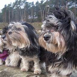 Adele, Ida, Elli, Dorle