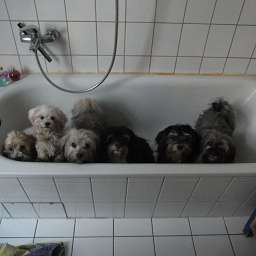 Wilma, Adele, Elli, Dorle, Elise, Linus, Linus