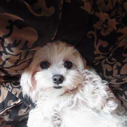 Elli